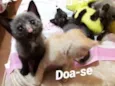 Gatinhos
