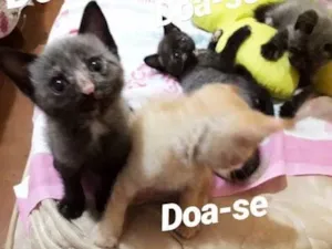 Gato raça  idade Abaixo de 2 meses nome Gatinhos
