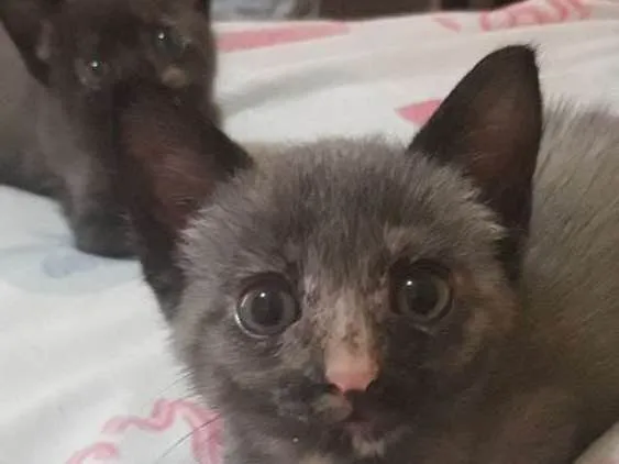 Gato ra a  idade Abaixo de 2 meses nome Não tem