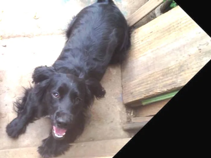 Cachorro ra a Cocker  idade 1 ano nome Rabito 
