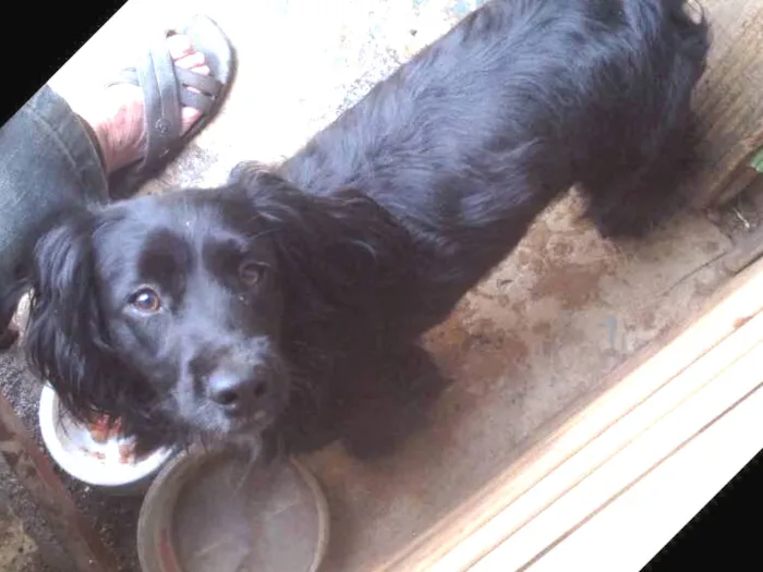 Cachorro ra a Cocker  idade 1 ano nome Rabito 