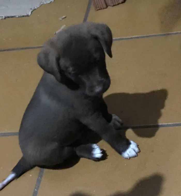 Cachorro ra a Srd idade 2 a 6 meses nome Filhotes