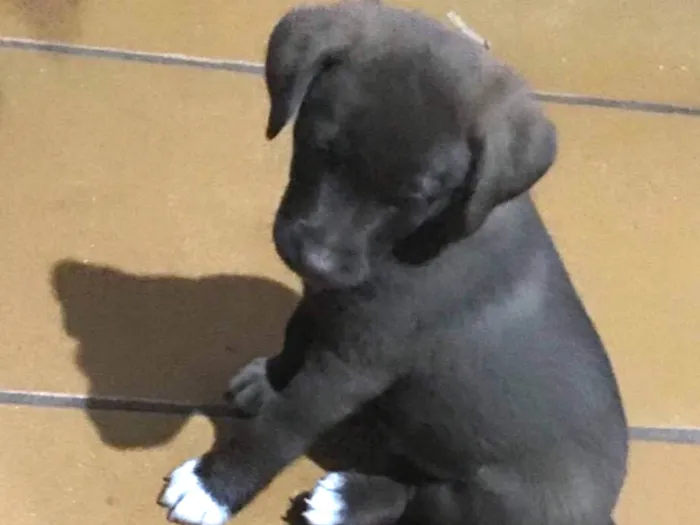 Cachorro ra a Srd idade 2 a 6 meses nome Filhotes