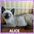 Alice e Amora 