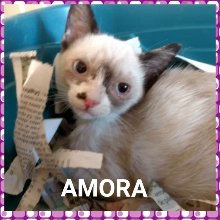 Gato ra a Sed idade 2 a 6 meses nome Alice e Amora 