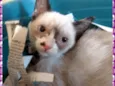 Alice e Amora 