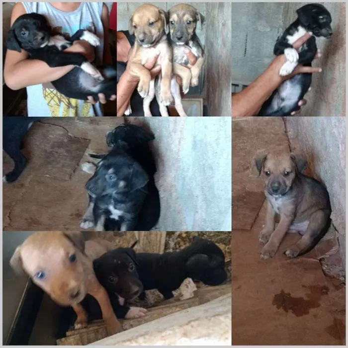 Cachorro ra a  idade Abaixo de 2 meses nome Filhotes