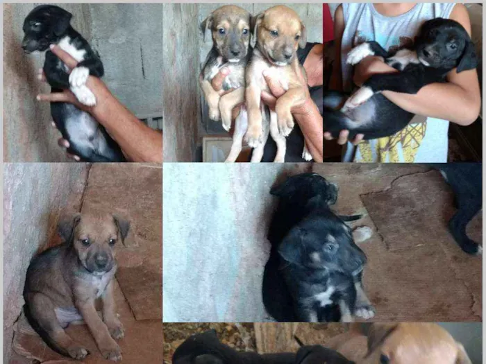 Cachorro ra a  idade Abaixo de 2 meses nome Filhotes
