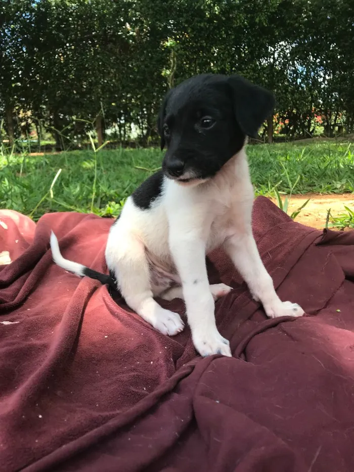 Cachorro ra a SRD idade Abaixo de 2 meses nome Máscara