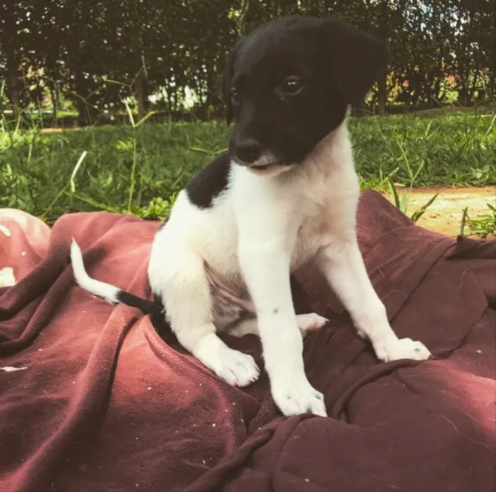 Cachorro ra a SRD idade Abaixo de 2 meses nome Máscara