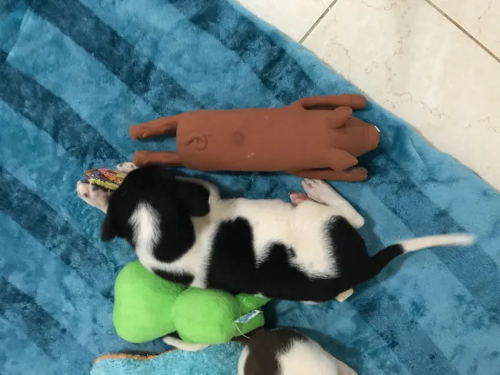 Cachorro ra a SRD idade Abaixo de 2 meses nome Máscara
