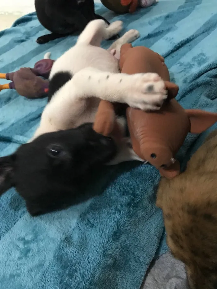 Cachorro ra a SRD idade Abaixo de 2 meses nome Máscara
