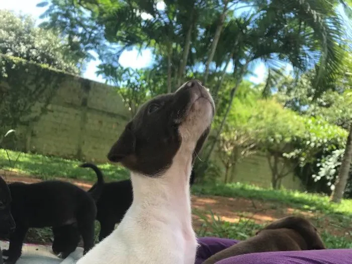 Cachorro ra a SRD idade Abaixo de 2 meses nome Máscara