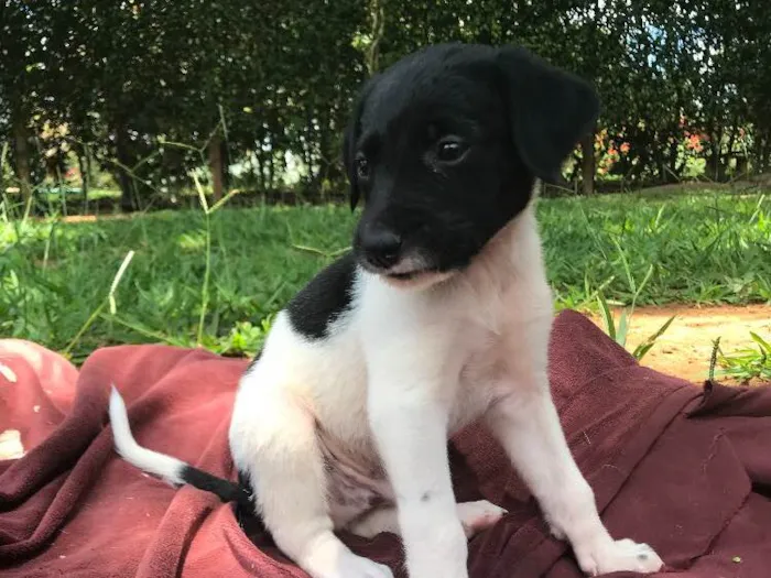 Cachorro ra a SRD idade Abaixo de 2 meses nome Máscara