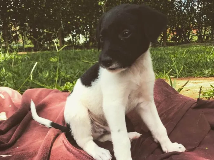 Cachorro ra a SRD idade Abaixo de 2 meses nome Máscara