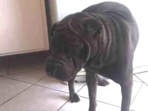 Cachorro raça Shar-pei idade 2 anos nome Maggie
