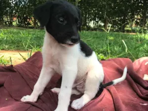 Cachorro raça SRD idade Abaixo de 2 meses nome Máscara