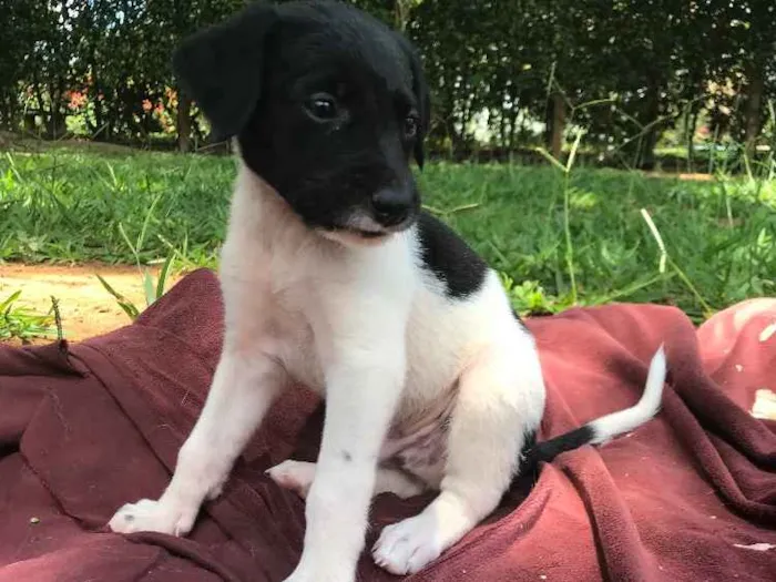 Cachorro ra a SRD idade Abaixo de 2 meses nome Máscara