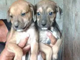 Cachorro ra a  idade Abaixo de 2 meses nome Filhotes