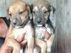 Cachorro raça  idade Abaixo de 2 meses nome Filhotes