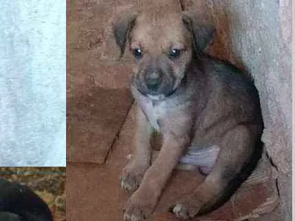 Cachorro ra a  idade Abaixo de 2 meses nome Filhotes