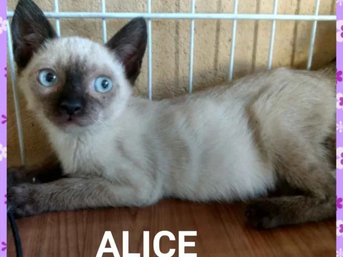 Gato ra a Sed idade 2 a 6 meses nome Alice e Amora 