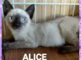 Alice e Amora