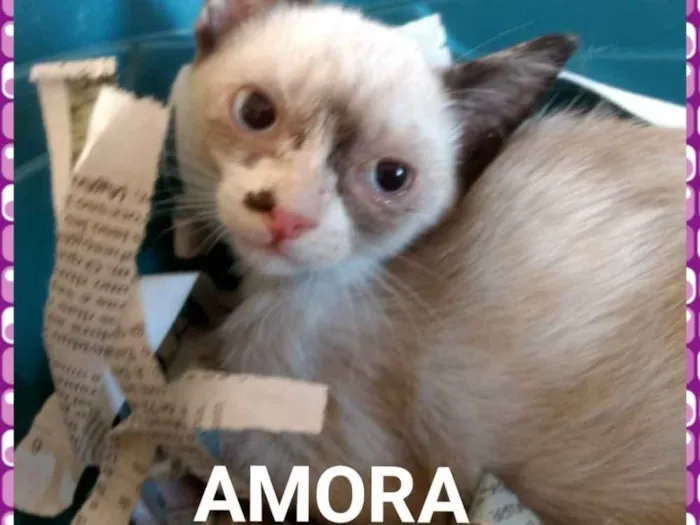 Gato ra a Sed idade 2 a 6 meses nome Alice e Amora 