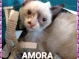 Alice e Amora