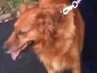 Cachorro raça Mestiço Golden Retriever idade 6 ou mais anos nome Mike (máike)