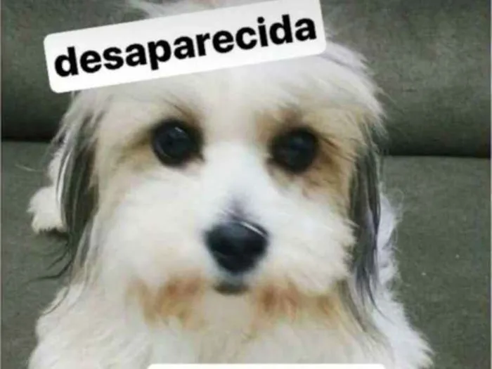 Cachorro ra a Ylhasa idade 3 anos nome Valentina