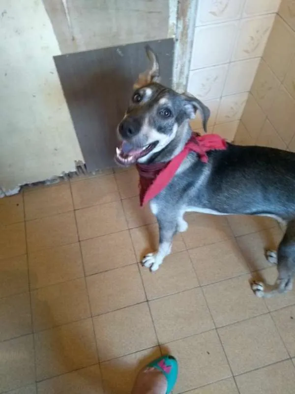 Cachorro ra a srd idade 1 ano nome Duck