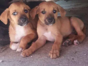Cachorro raça Indefinida idade Abaixo de 2 meses nome Sem Nome