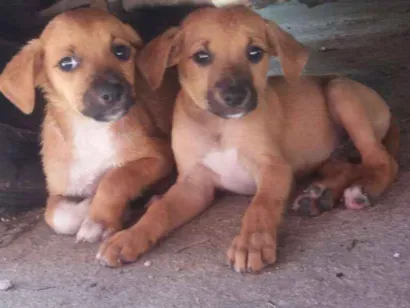 Cachorro raça Indefinida idade Abaixo de 2 meses nome Sem Nome