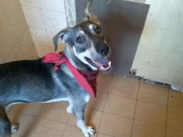 Cachorro ra a srd idade 1 ano nome Duck