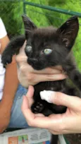 Pantera