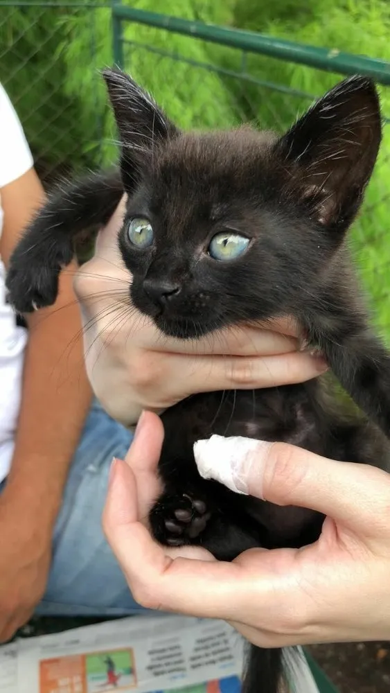 Gato ra a Vira lata idade Abaixo de 2 meses nome Pantera
