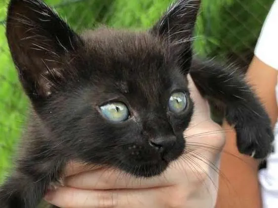 Gato ra a Vira lata idade Abaixo de 2 meses nome Pantera