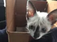 Milo