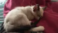 Milo