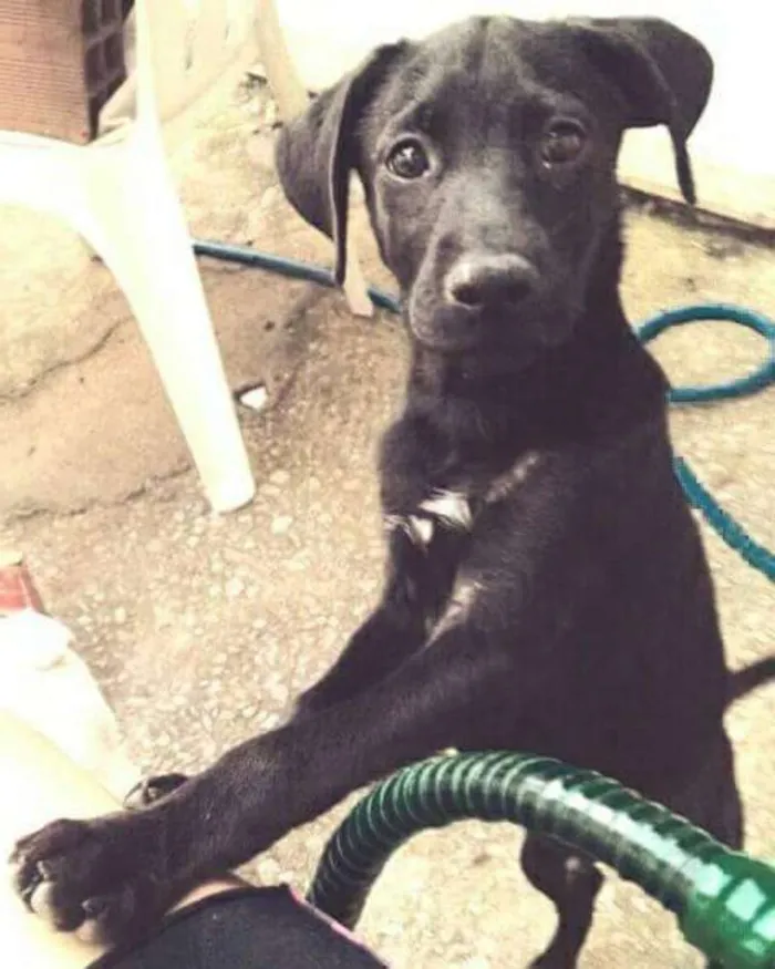 Cachorro raça Labrador misturado com vira la idade 2 a 6 meses nome Snoopy