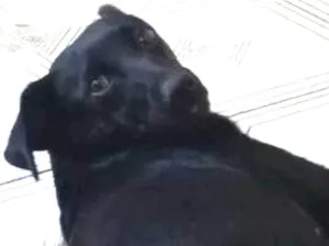 Cachorro raça Vira lata  idade 7 a 11 meses nome Pretinha
