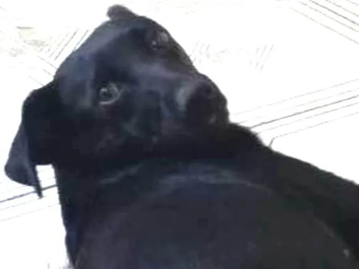 Cachorro ra a Vira lata  idade 7 a 11 meses nome Pretinha