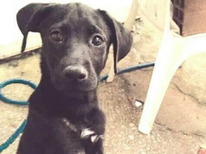 Cachorro raça Labrador misturado com vira la idade 2 a 6 meses nome Snoopy
