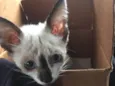 Milo