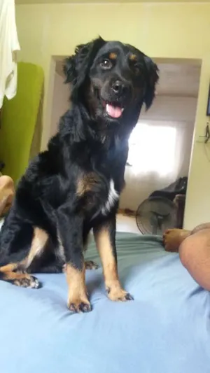 Cachorro raça Indefinida idade 1 ano nome Fred