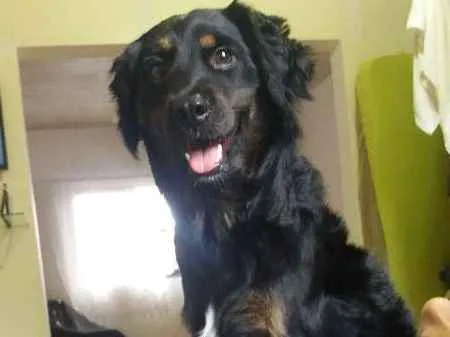 Cachorro ra a Indefinida idade 1 ano nome Fred