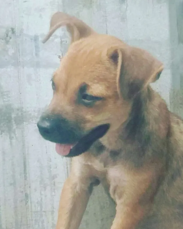 Cachorro ra a Srd idade 2 a 6 meses nome Loló