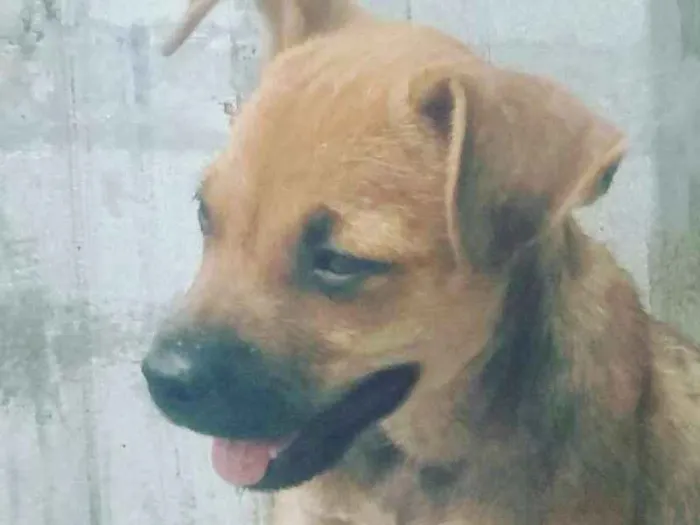 Cachorro ra a Srd idade 2 a 6 meses nome Loló
