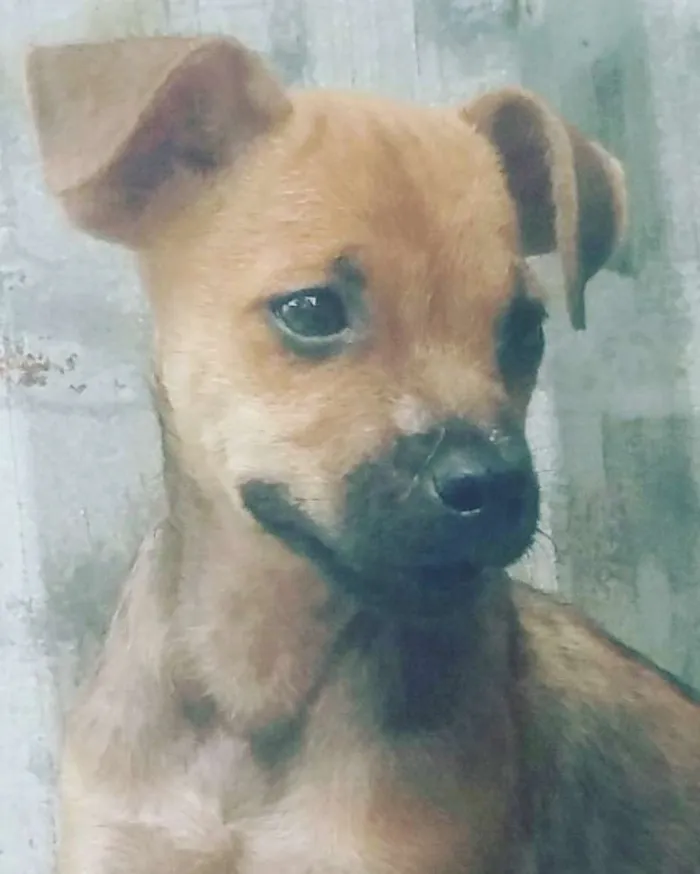 Cachorro ra a Srd idade 2 a 6 meses nome Loló